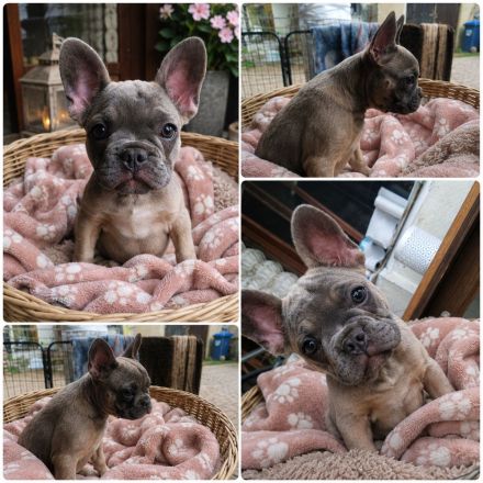 Hermine sucht dich und ihr neues 5* Zuhause