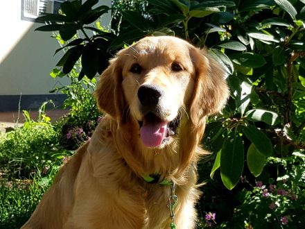 Ein idealer Hund für die ganze Familie, Golden Retriever Welpen