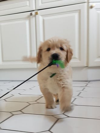 Ein idealer Hund für die ganze Familie, Golden Retriever Welpen