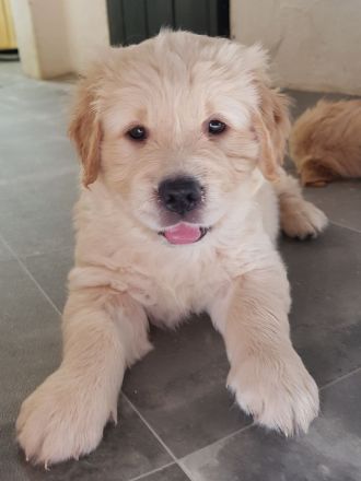 Ein idealer Hund für die ganze Familie, Golden Retriever Welpen