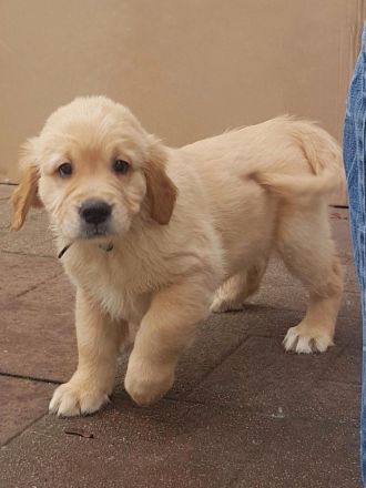 Ein idealer Hund für die ganze Familie, Golden Retriever Welpen