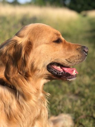 Ein idealer Hund für die ganze Familie, Golden Retriever Welpen