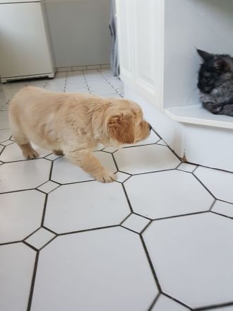 Ein idealer Hund für die ganze Familie, Golden Retriever Welpen