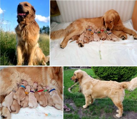 Ein idealer Hund für die ganze Familie, Golden Retriever Welpen
