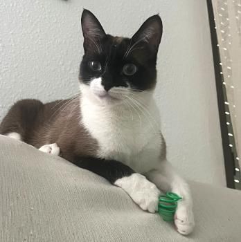 Lio
