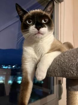 Lio