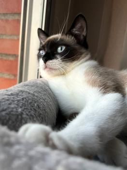 Lio