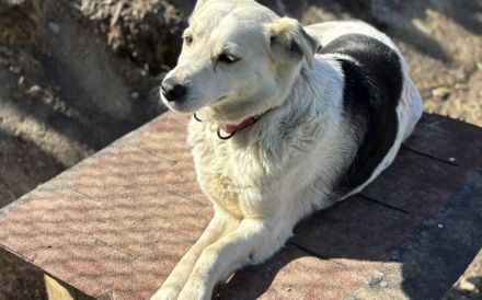 Ruhe und Liebe gesucht: Karolina, vorsichtig und lieb, sucht sicheren Hafen