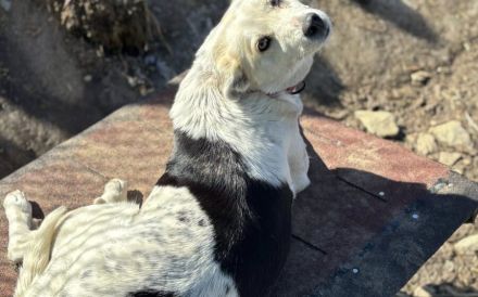Ruhe und Liebe gesucht: Karolina, vorsichtig und lieb, sucht sicheren Hafen