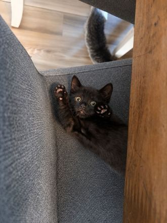 Bereit für ein breites liebevolles Zuhause 🏡