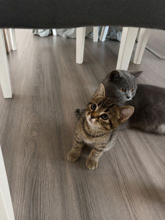 Bereit für ein breites liebevolles Zuhause 🏡