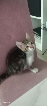 Süße ❤️Kitten 11W suchen liebevolles Zuhause