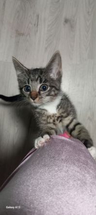 Süße ❤️Kitten 11W suchen liebevolles Zuhause