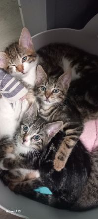 Süße ❤️Kitten 11W suchen liebevolles Zuhause