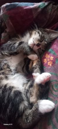Süße ❤️Kitten 11W suchen liebevolles Zuhause