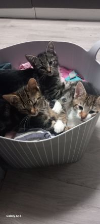 Süße ❤️Kitten 11W suchen liebevolles Zuhause