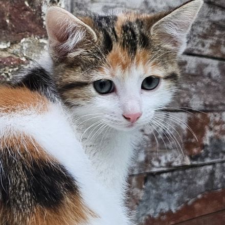 Kitten - abgabebereit