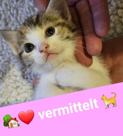 Kitten - abgabebereit