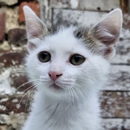 Kitten - abgabebereit