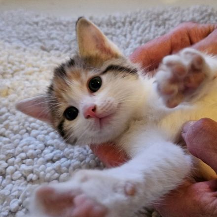 Kitten - abgabebereit