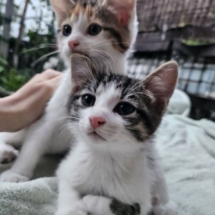 Kitten - abgabebereit