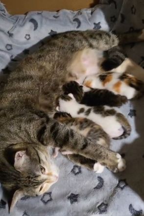 Kitten - abgabebereit