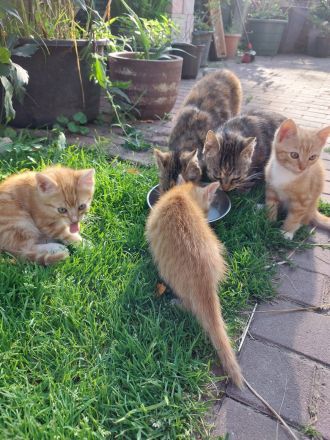 Katzenbaby Kater rot getigert