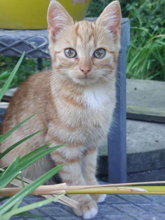 Katzenbaby rot Kitten Katzenbabys