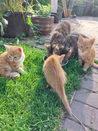 Katzenbaby Kater rot getigert