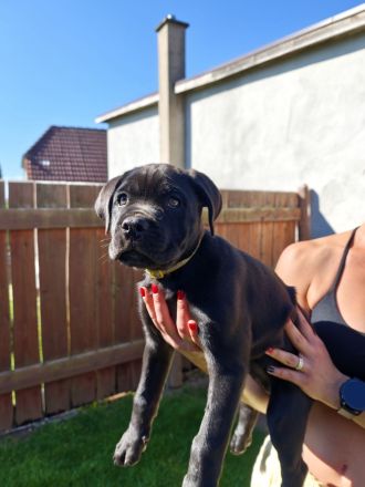 Cane Corso Welpen suchen ein Zuhause