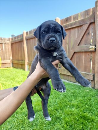 Reinrassige Cane Corso Welpen abgabebereit