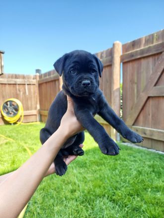 Reinrassige Cane Corso Welpen abgabebereit