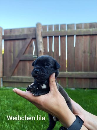 Reinrassige Cane Corso Welpen abgabebereit ab dem 11.08.26