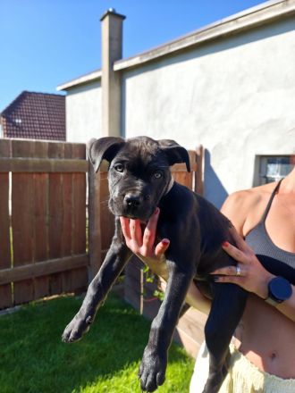 Cane Corso Welpen suchen ein Zuhause