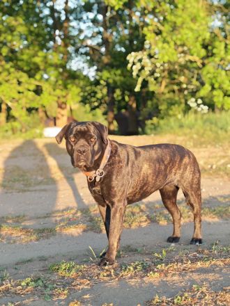 Reinrassige Cane Corso Welpen abgabebereit ab dem 11.08.26