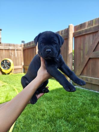 Reinrassige Cane Corso Welpen abgabebereit