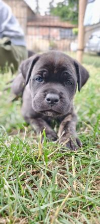Reinrassige Cane Corso Welpen abgabebereit ab dem 11.08.26