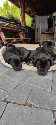 Cane Corso Welpen suchen ein Zuhause