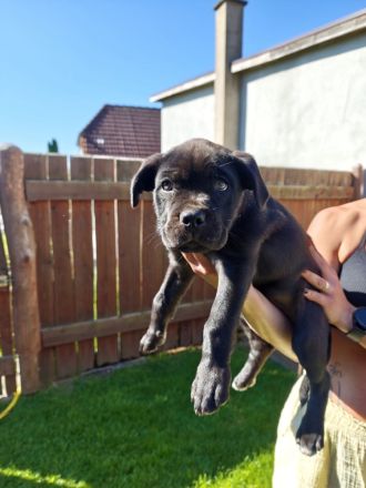 Cane Corso Welpen suchen ein Zuhause