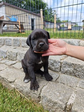 Reinrassige Cane Corso Welpen abgabebereit