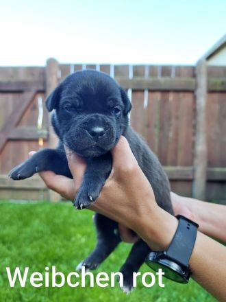 Reinrassige Cane Corso Welpen abgabebereit ab dem 11.08.26