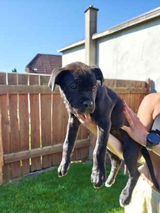 Cane Corso Welpen suchen ein Zuhause