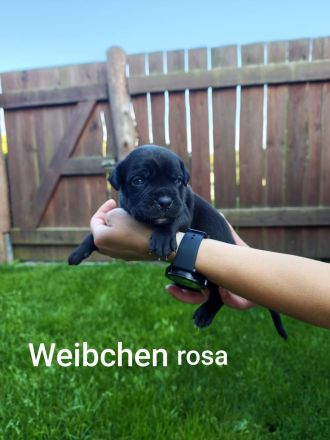 Reinrassige Cane Corso Welpen abgabebereit ab dem 11.08.26