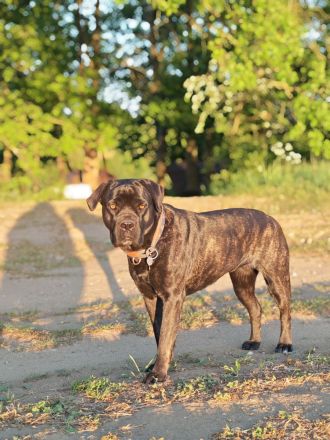 Cane Corso Welpen suchen ein Zuhause