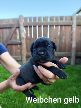 Reinrassige Cane Corso Welpen abgabebereit ab dem 11.08.26
