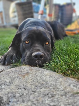 Cane Corso Welpen suchen ein Zuhause