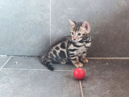 Wunderschöne Bengalkitten suchen ein Zuhause