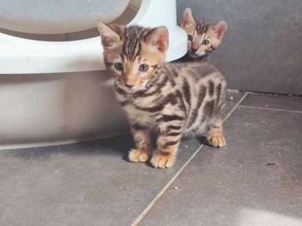 Wunderschöne Bengalkitten suchen ein Zuhause