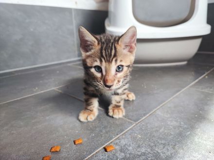 Wunderschöne Bengalkitten suchen ein Zuhause