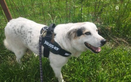 Wuschelhund Julius bereit für eigenes Zuhause